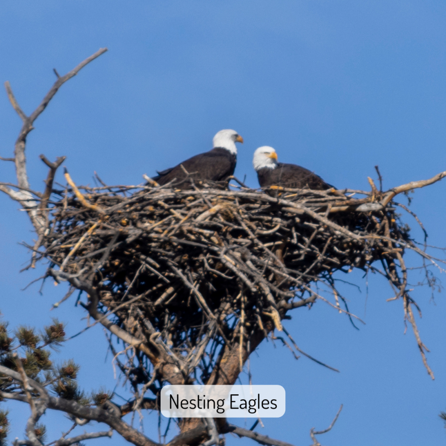 Two Bald Eagles sit in a massive nest. The nest is comprised of large sticks and branches and is roughly 10 times as big as the eagles themselves. The eagles are silhouetted against a blue sky. The image is titled "Nesting Eagles".