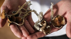 Douglas holds a handful of recently harvested psilocybin mushrooms, which sell for about $200 an ounce.