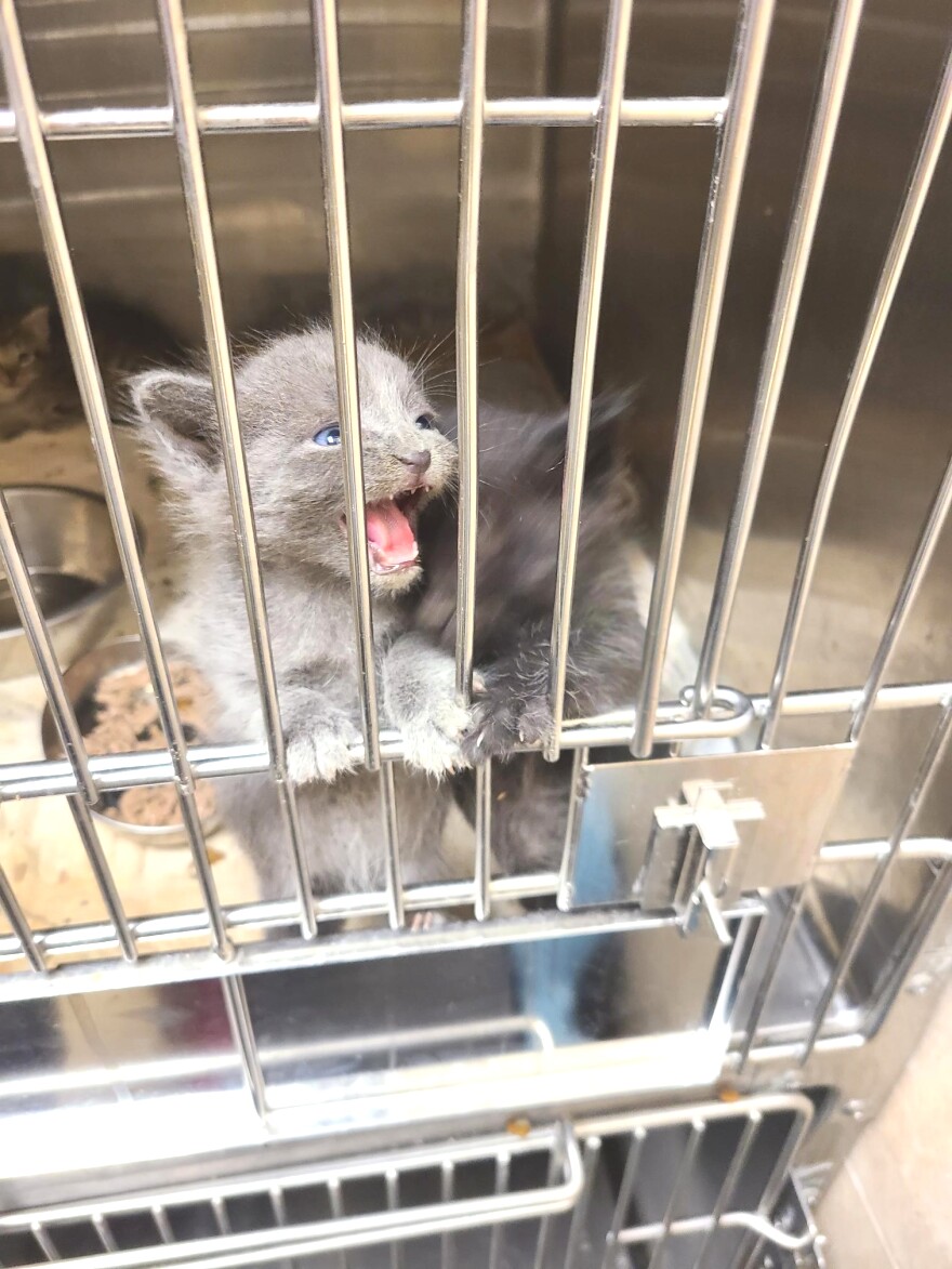 Kittens scream for attention inside their cage.