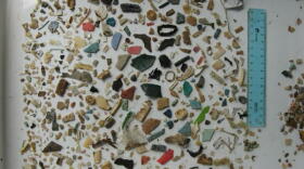Plastic debris found in the stomach of a juvenile green turtle accidentally captured in Bahía Samborombón, Argentina. 