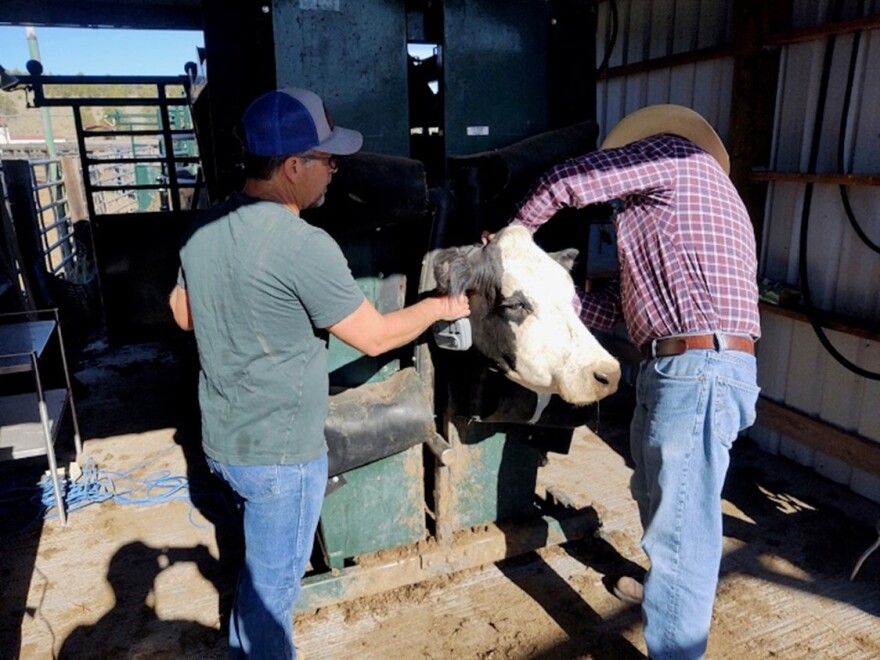 A cow is outfitted with virtual fencing collar.