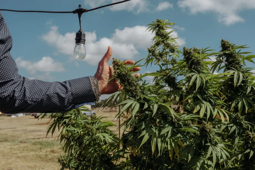 CEO of Hometown Hero, Lukas Gilkey, reaches for a hemp bud at his farm in San Antonio on October 17, 2025.