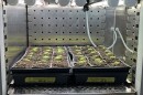 Arabidopsis in a growing chamber at the Bond Life Sciences Center.