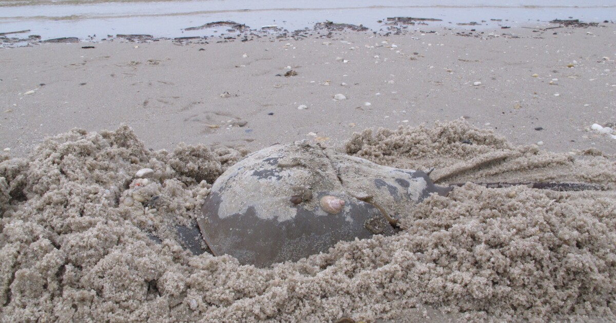 Horseshoe crab sightings on Long Island reach lowest numbers in 20 years
