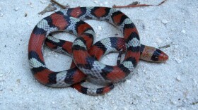 This Northern Scarlet Kingsnake is sometimes mistaken for a Coral Snake.