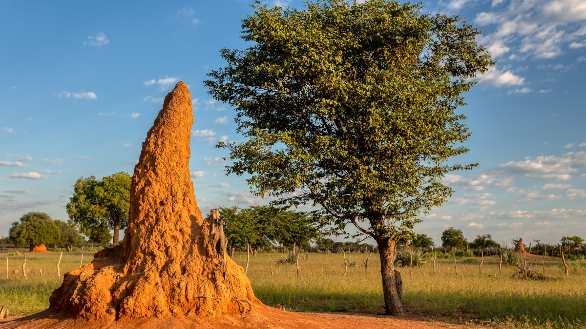 Termite Architects - Vimarsana News