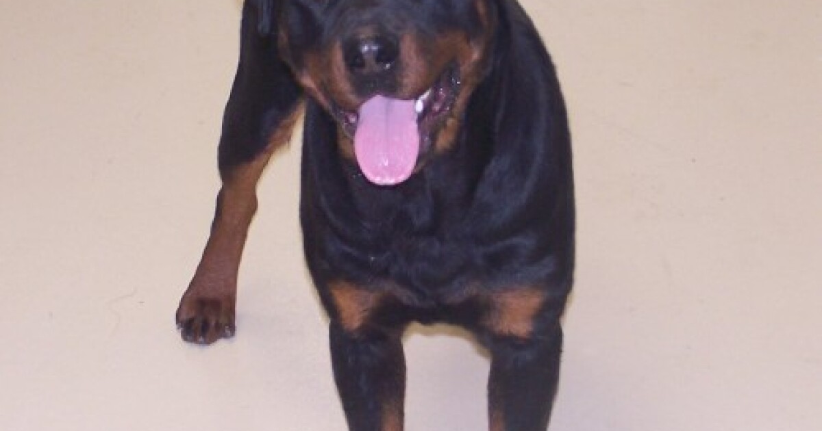 NoKill Animal Shelter Open In Keokuk