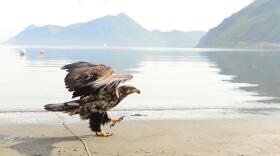 A juvenile bald eagle goes for a stroll on Front Beach in Unalaska. (Berett Wilber/KUCB)