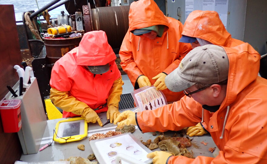 Biologists use guides to try to identify species of sponge and fish collected during the bottom trawl survey.