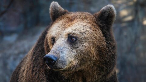 Closeup of a grizzly bear.