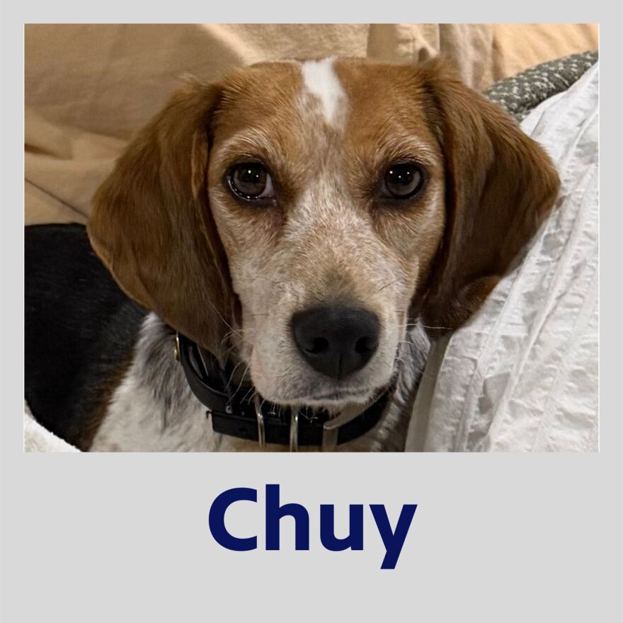 Photo of Chuy the dog in a polaroid frame with his name in blue text underneath