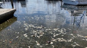 Dead fish bobbing in Tampa Bay