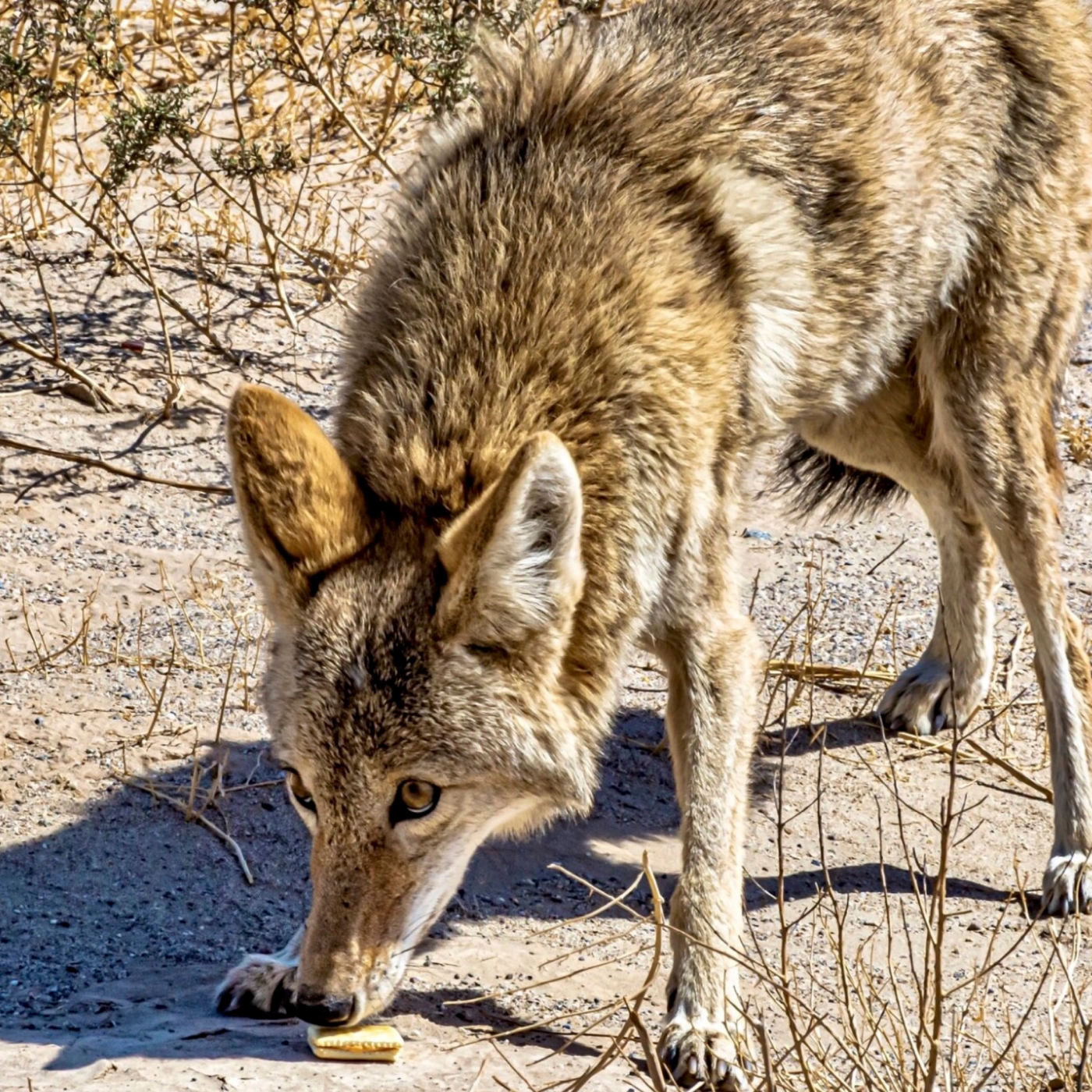 Differences in Urban and Rural Coyote Behavior episode artwork