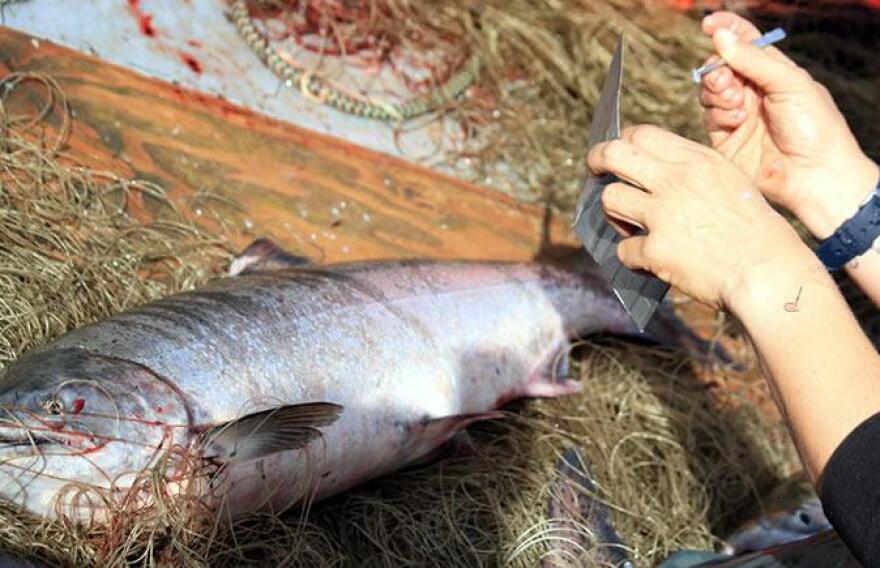 Yukon king salmon. (Alaska Department of Fish and Game)