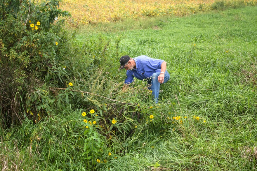 Along a Jasper County road, farmer Roger Zylstra searches for a drain output from this farm field's tile drainage system.