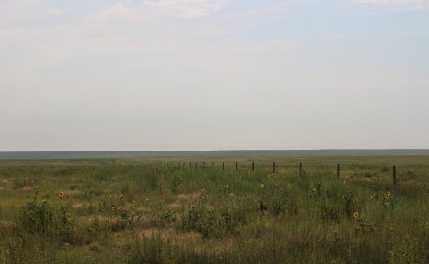 Smoky Valley Ranch sits in the shortgrass prairie eco-region where roughly 62% of remaining lesser prairie chicken's live. The native prairie is ideal for prairie chicken mating grounds called leks. (Photo by Abigail Censky, Kansas News Service) 