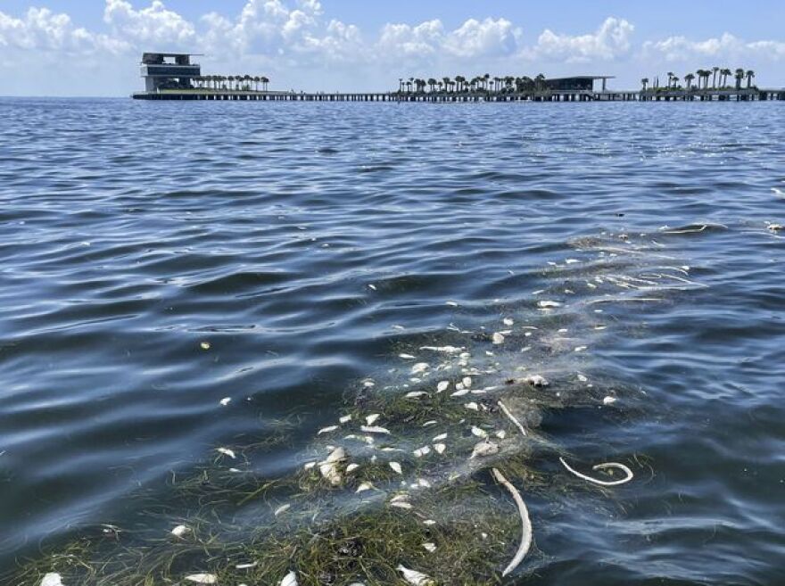 Rows of dead fish are visible in the water at North Shore Park in front of the St. Pete Pier on Friday.