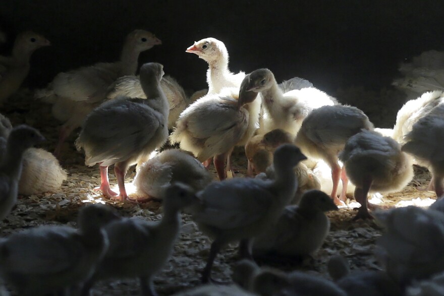 Turkeys stand in a barn on turkey farm near Manson, Iowa on Aug. 10, 2015.