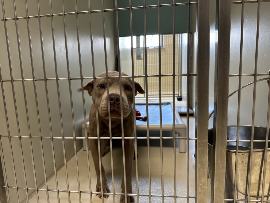 A dog waits to be adopted at the Milwaukee Area Domestic Animal Control Commission in Milwaukee, Wis. Overcrowded shelters in southern states like Texas rely on moving dogs and cats north to be adopted.