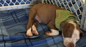 A broken HVAC system amid the recent heat wave has prompted concern about the welfare of animals at IndyHumane.