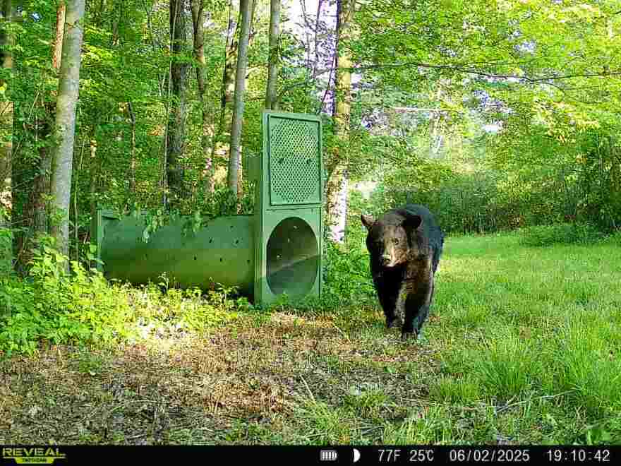 A black bear stands near a trap in Ashtabula County.