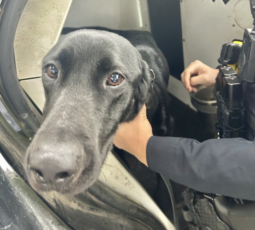 Washington police canine Styx can't wait to get back to work.