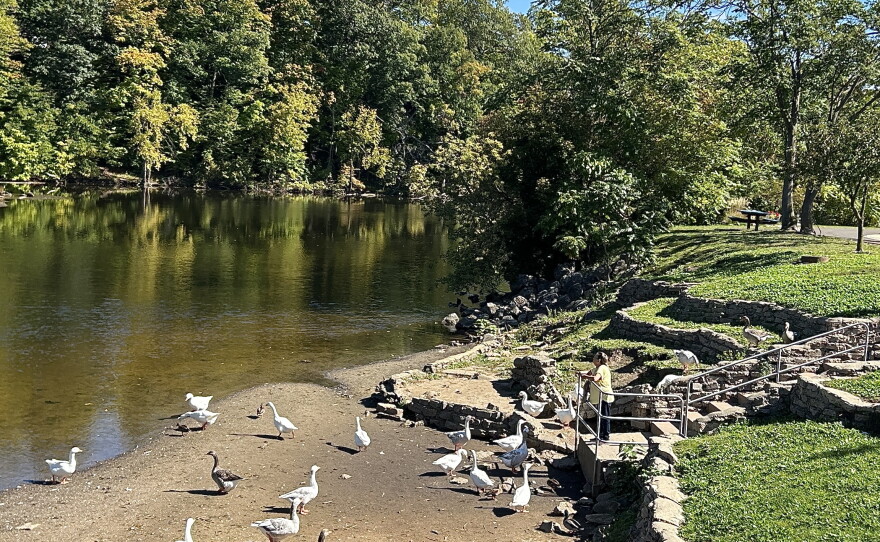 A woman stands in front of many geese