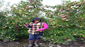 Dolores Bustamante is a farmworker originally from Mexico. She says while she is treated well on the farm where she works, other migrant workers in the community are not. 