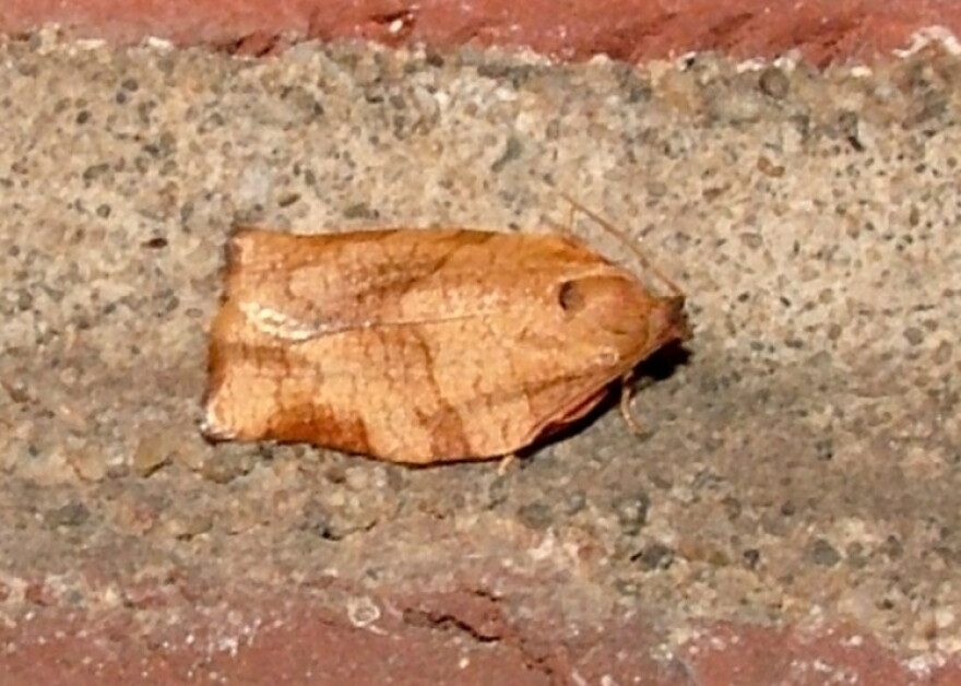 Oblique Banded Leaf Roller Moth