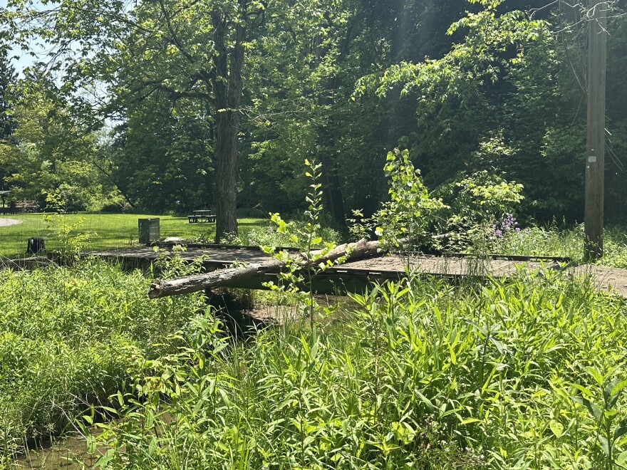 Jason Ogg, founder of Mansfield Permaculture, surveys the landscape in an overgrown area of Mansfield's Liberty Park.