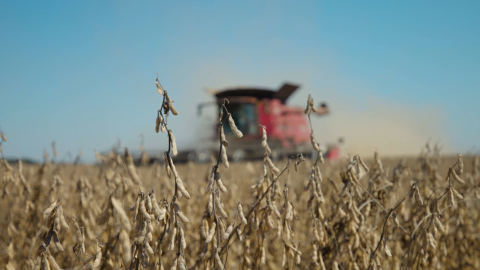 A landscape of soybeans in the foreground swaying against the wind as a combine makes its way through the field in the background.