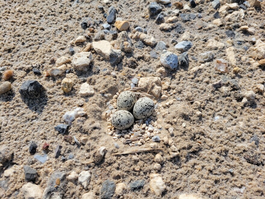 A Snowy Plover's nest with pieces of SpaceX's launch pad inside it.