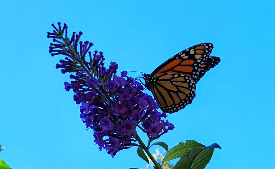 A monarch butterfly drinking nectar.