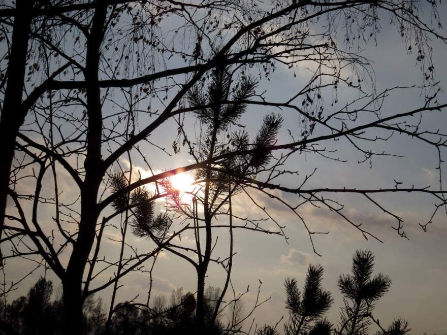 Cold sky in the woods.