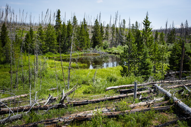 One of the beaver ponds along Bear Creek, with signs of the 2020 Mullen Fire clear on the horizon. 