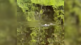A screenshot from a video supposedly of an alligator near Floodwood was shared on social media on July 26, 2025.