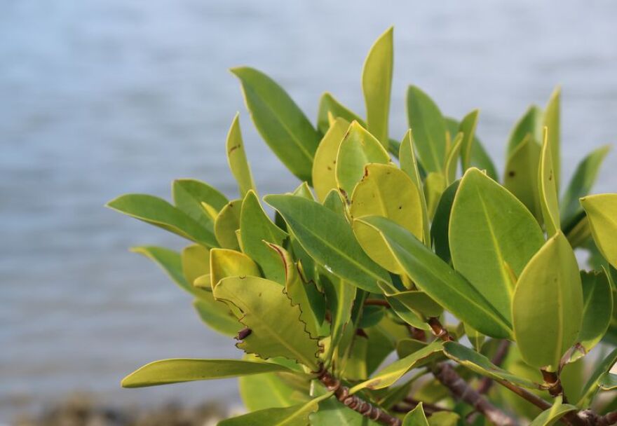 Mangroves are overtaking oysters in Mosquito Lagoon with the help of the planet's warming temperatures.