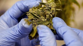 FILE - A worker pulls leaves from the flower of a cannabis plant at Greenlight Dispensary, Oct. 31, 2022, in Grandview, Mo. On Thursday, June 27, 2024, Ky. Gov. Andy Beshear announced that the state will start taking applications from businesses wanting to participate in the its medical cannabis program, launching early 2025. (AP Photo/Charlie Riedel, File)