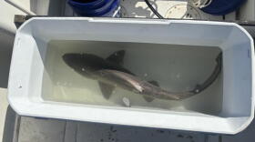 Juvenile sand tiger shark waits for tagging on board. (Katie Cole/WBUR)