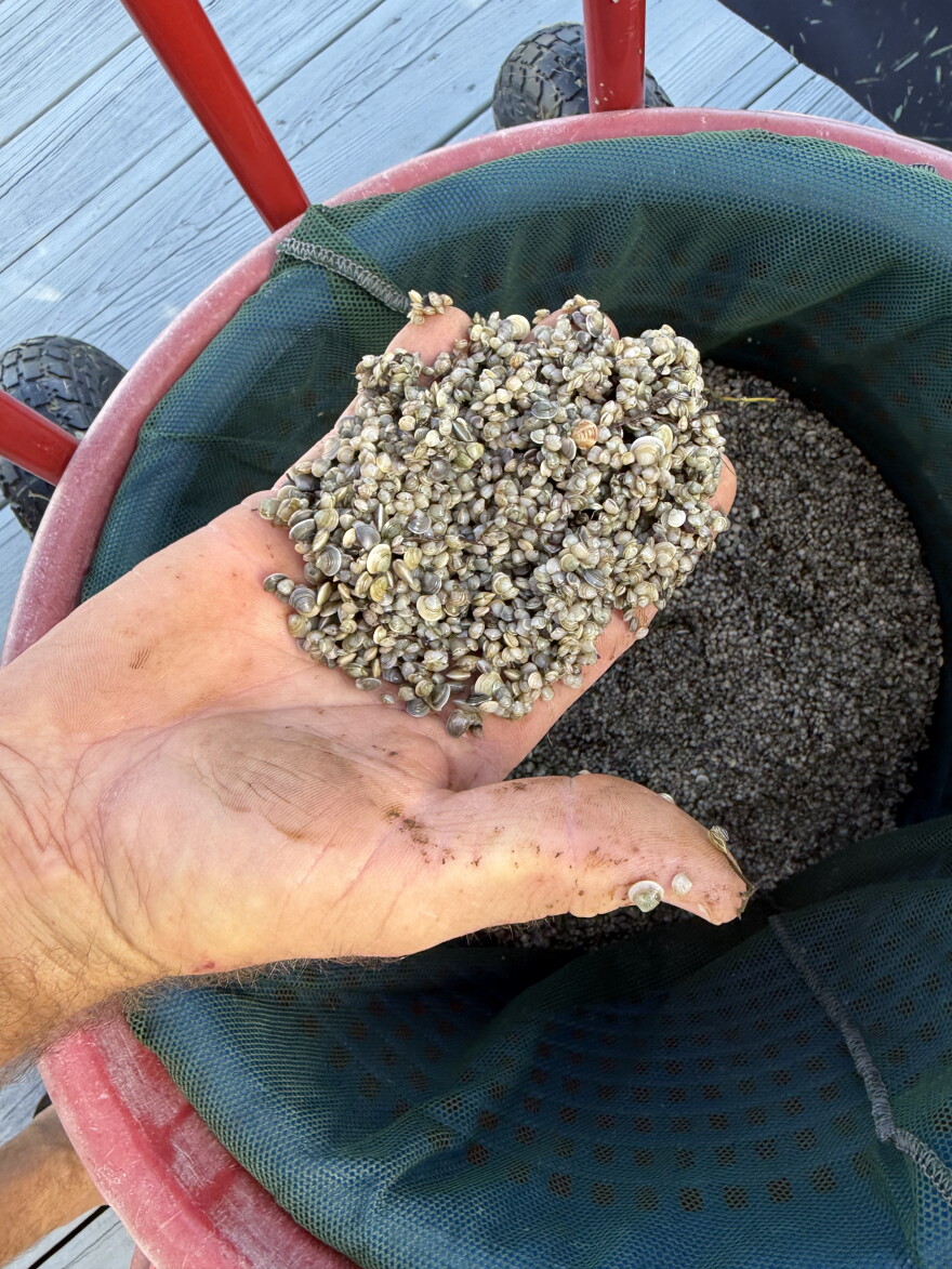 Hundreds of tiny Southern Hard Clams being held by a hand