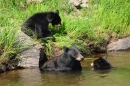 Three bears playing at a river