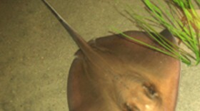 Stingray at NC Aquarium