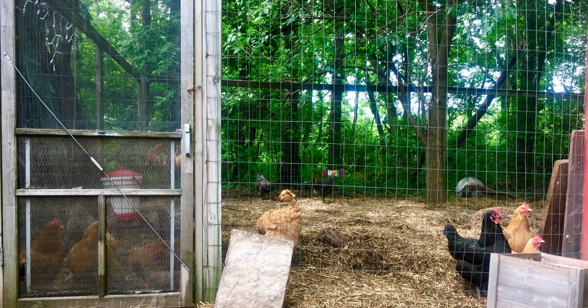 Royal Roost Works to Take the 'Guesswork' Out of Backyard Chicken