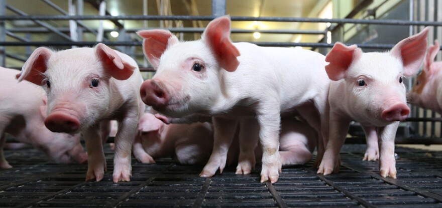 Piglets the world over share certain change patterns in their gut bacteria as they grow, according to an analysis of studies conducted in Australia, Canada, China, the Netherlands, Norway and the U.S.