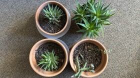 Four plants in small containers on a brown and gold carpet