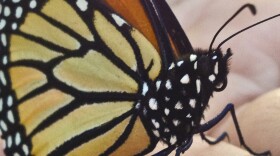 Monarch wings could answer the question: where are Western Monarchs born?