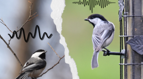 A graphic represents the different hearing types of fall and spring chickadees. The fall chickadee is attuned to fine-scale variations in song, while the spring chickadee is better able to distinguish pitches.