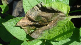 Potato late blight lesion, a fungus-like pathogen on a plant.