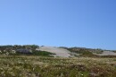 Some of the dunes and their vegetation at San Francisco's Ocean Beach