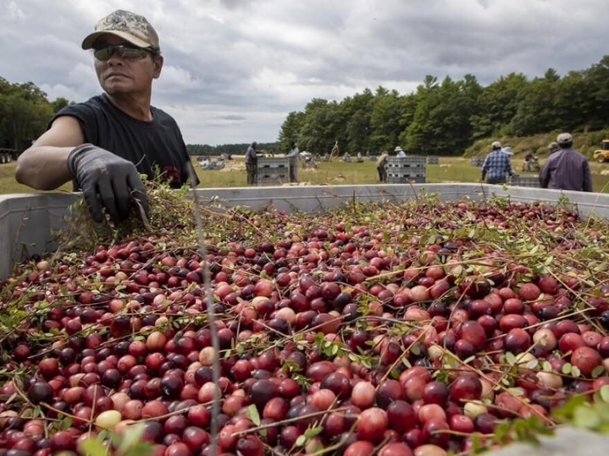 A worker at a bog owned by Massachusetts-based Decas Cranberry Products, Inc., removes vines from a batch of just-harvested berries.